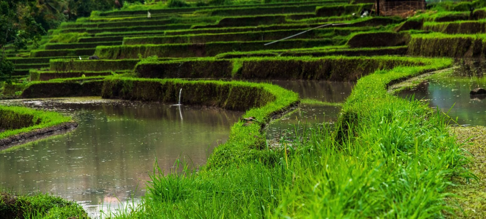 Belimbing Rice Terrace – Hidden Gem of West Bali