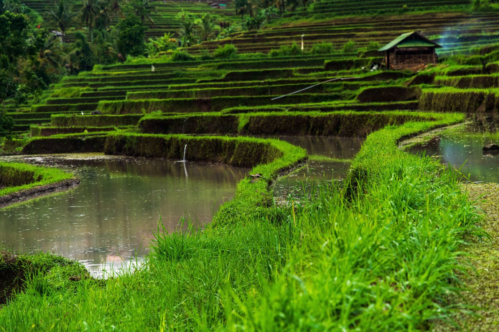 Belimbing Rice Terrace – Hidden Gem of West Bali